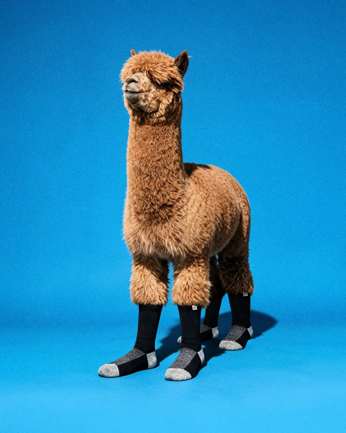 black-grey-alpaca-socks-24/24f42757bf2d42ede5fd4fa0703f47c243d4ef82