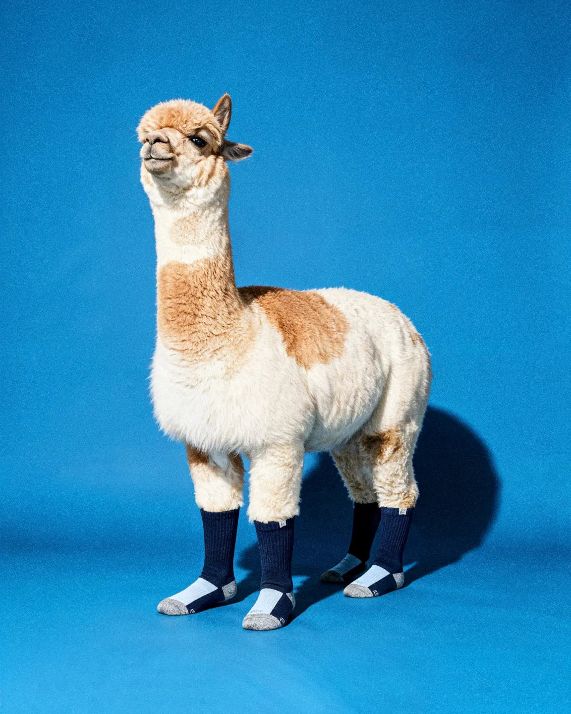 dark-light-blue-alpaca-socks-4d/4d09b5a9348d213c70369230c5025939dcefa208