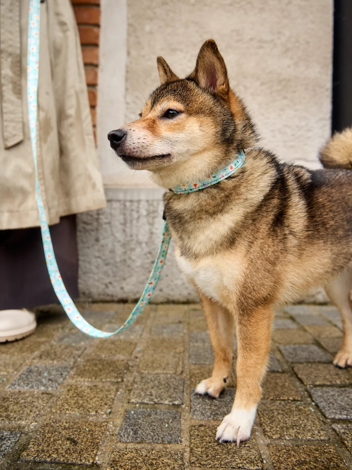 dog-leash-hearts-daisies-7d/7dd1fc943ddf3d09518be41954d5ee9e9af54362