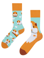 Regular Socks Guinea Pig