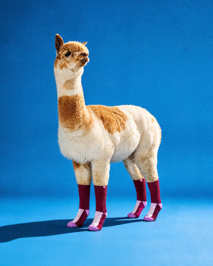 burgundy-purple-alpaca-socks-b7/b770c09e4730891fe652535012a3f507be918677