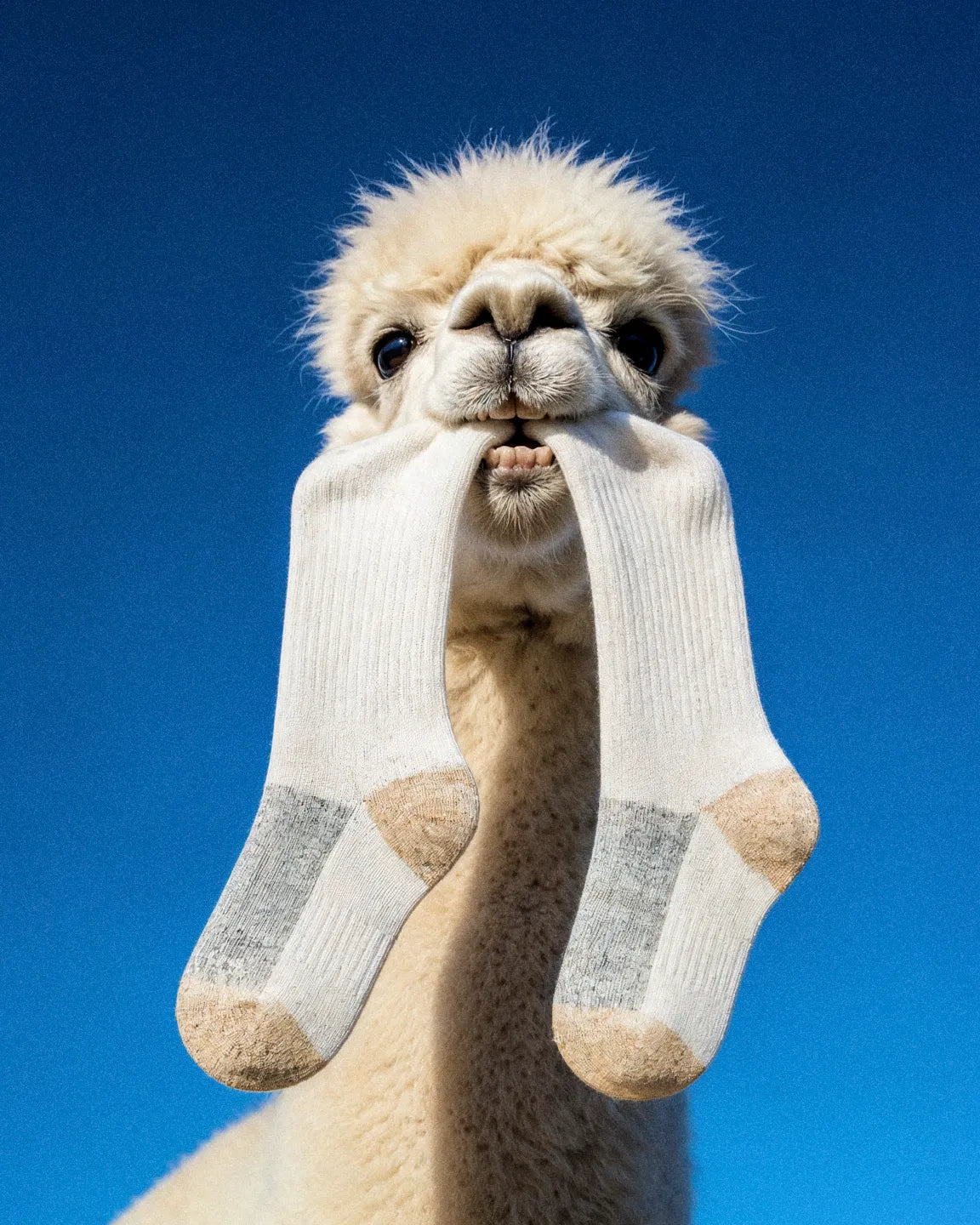 beige-grey-alpaca-socks-bc/bc77366268c77cc702ac8c74e6ac3a5f845d29fb